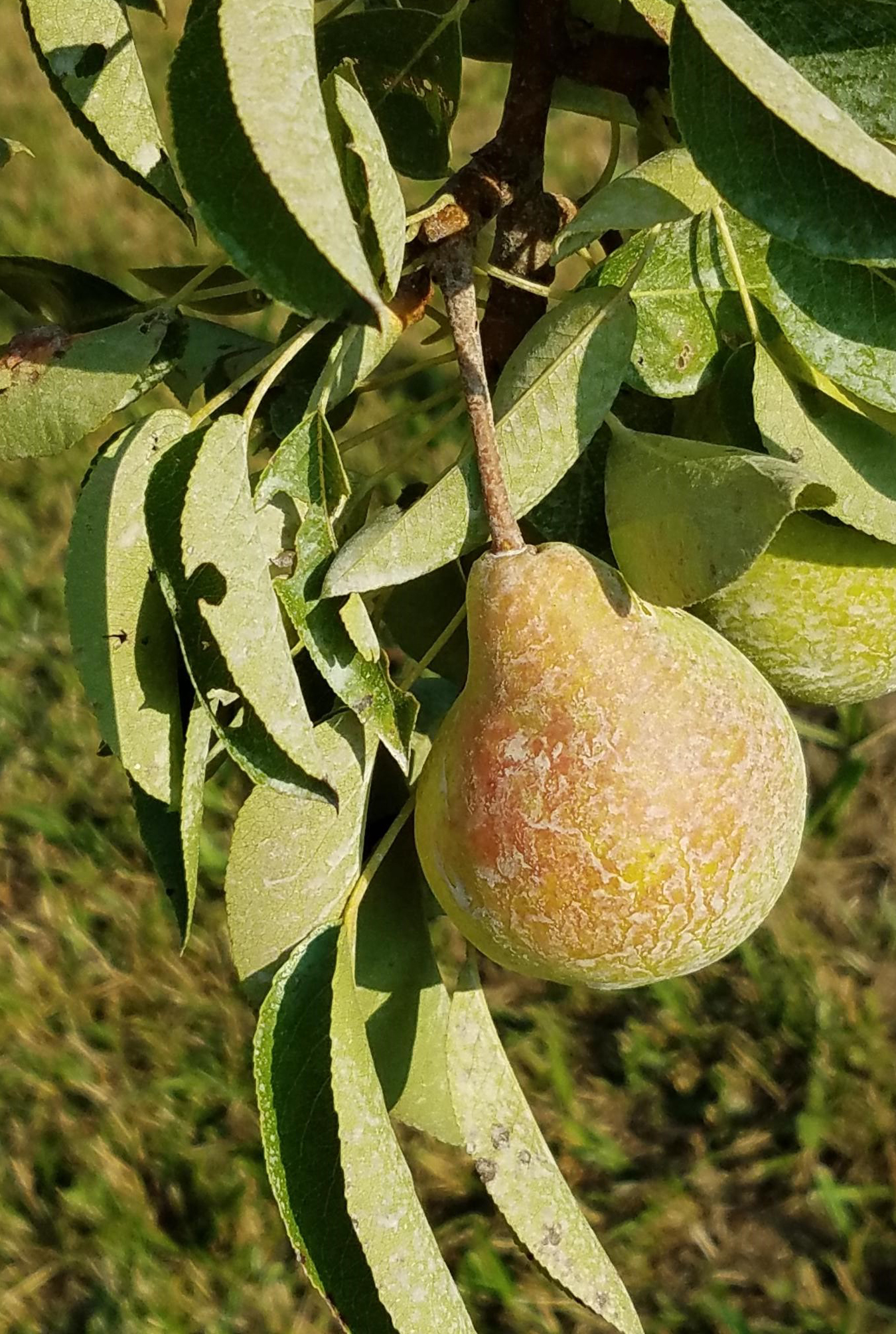 Pear Tree 2021